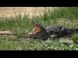 Crocodile African 1 911